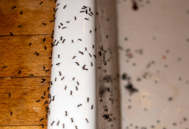 Best Pest Control Near Me  in Evansburg, PA